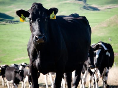 Yeni Zelanda’da Jeotermalden Süt Tozu Üreten Maorilerin Başarı Hikayesi