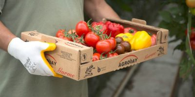 Agrobay Domatesleri, jeotermal ile dünyanın önde gelen ihracatçısı olabilir