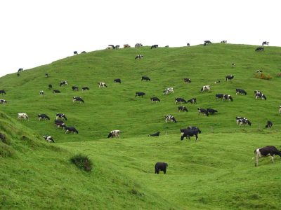 Yeni Zelanda’da jeotermal enerjiden faydalanan süt tesisine Japon yatırımcı