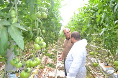 Tunus’da jeotermal ile yetiştirilen domates üretimi ve ihracatı artıyor