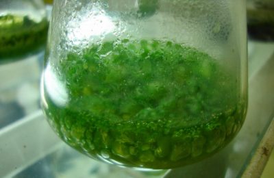 Toskana’da Jeotermal kullanılarak ekilen spirulina alginin 100 iş gücü yaratması bekleniyor.