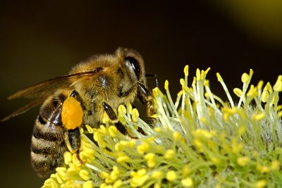 Çevre denetimi arı ve kanatlı kümes hayvanlarının yanı sıra sebze ve meyve fidanları ile yapılıyor!